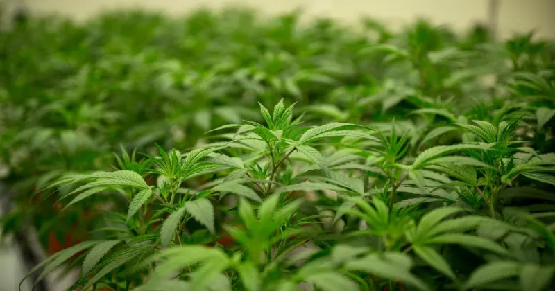 Peoria weighs allowing drive-thru cannabis sales
