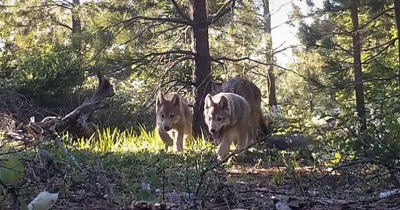 Should wolves lose endangered species status? Trump administration says in court, 'yes'
