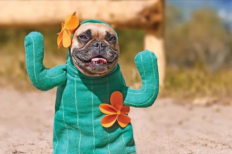 Have a howling good time