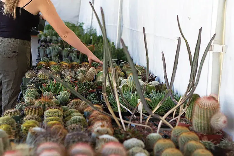 Plant sale celebrates '50'