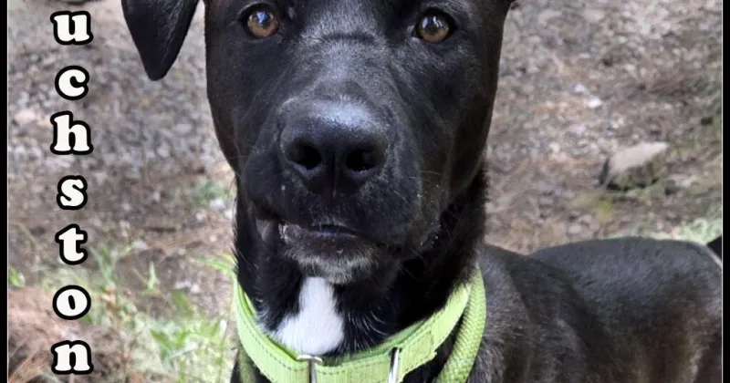 HCH Pet of the Week: Touchstone