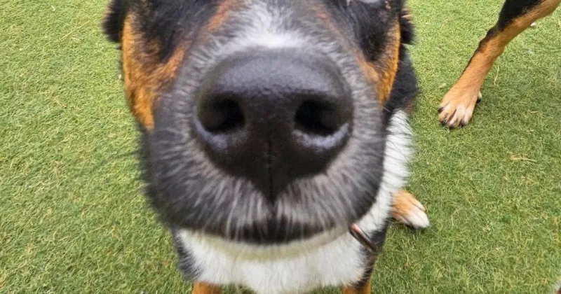 HCH Pet of the Week: Harvey