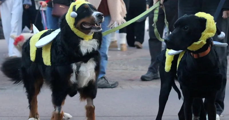 Flagstaff's Howl-O-Ween returns to Heritage Square on Oct. 24