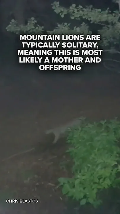 WATCH: Mountain lion family walks together in Colorado (Video)