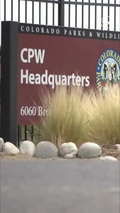 CPW confirms new gray wolf pack in Eagle County (Video)