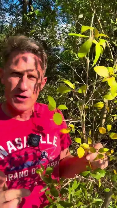Leaves starting to turn in the High Country (Video)
