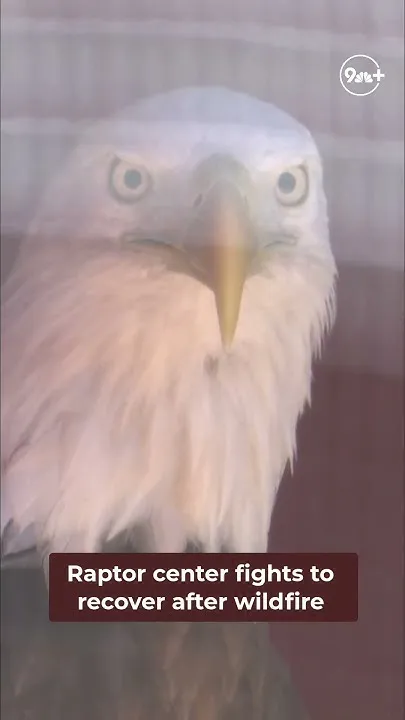 Raptor center trying to recover after Colorado wildfire destroys lodge (Video)