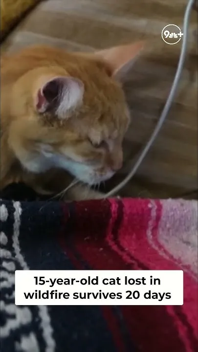 15-year-old cat found safe after going missing in Colorado wildfire (Video)