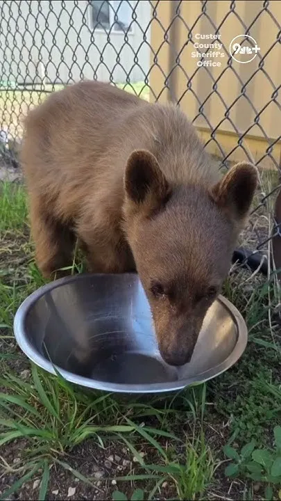Baby bear rescued by sheriff's office (Video)