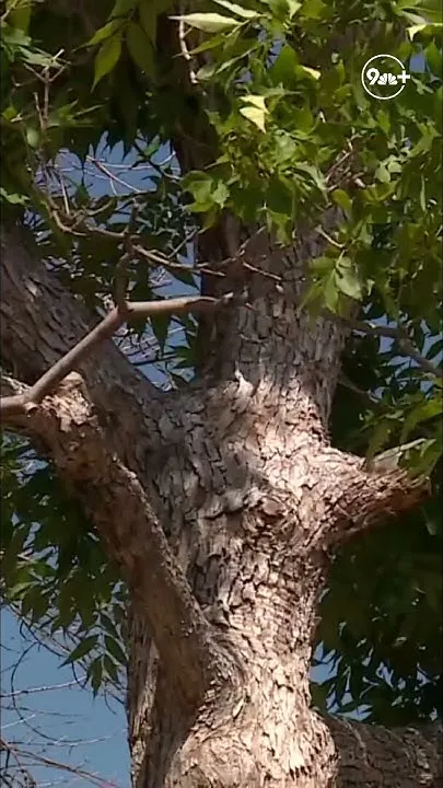 Emerald ash borer invades Colorado Springs (Video)