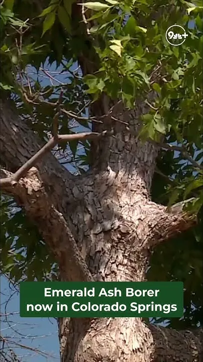 Emerald ash borer has entered Colorado Springs (Video)