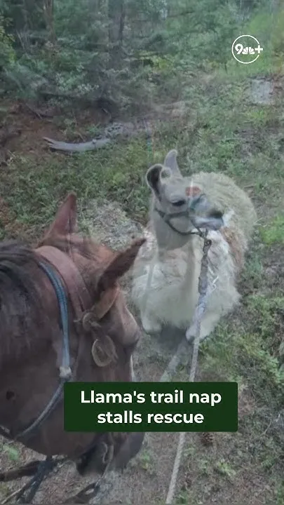 Llama's trail nap stalls rescue: Deputies' unusual mission (Video)