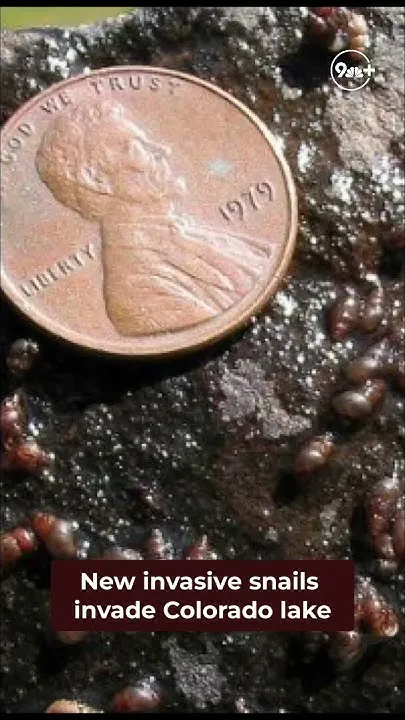 New Zealand mudsnails confirmed in Carter Lake in Colorado (Video)