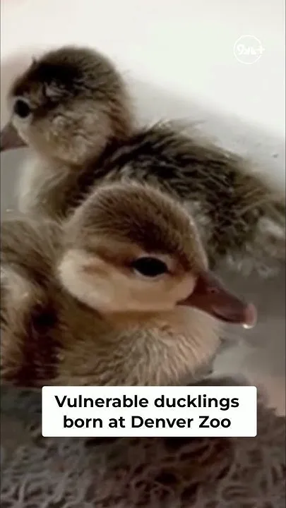 Marbled teal chicks born at Denver Zoo (Video)