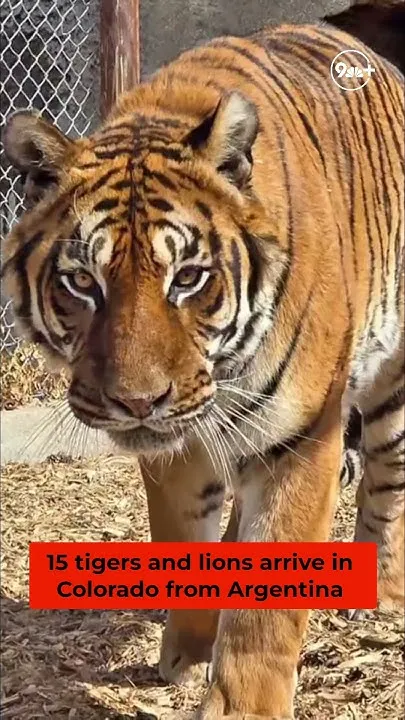 15 tigers and lions arrive at Colorado animal sanctuary (Video)