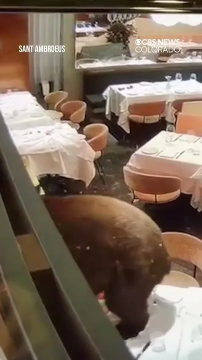 Bear wanders into Colorado restaurant without a reservation (Video)