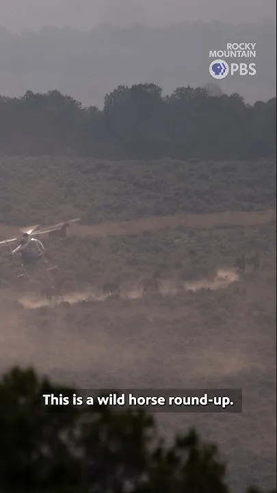 Wild horse round-up in northwest Colorado (Video)
