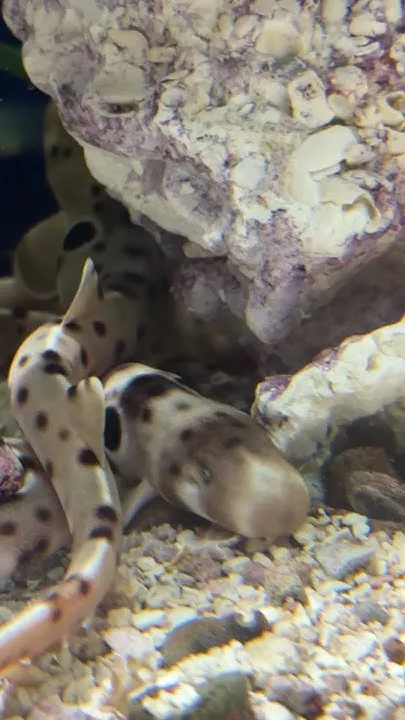 Epaulette Shark Pup-date! (Video)