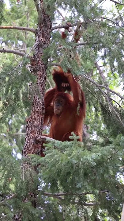 Three Years of Siska! (Video)
