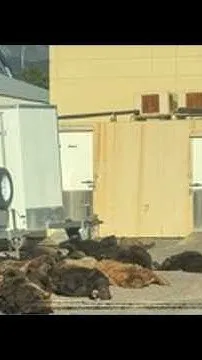 CPW explains picture of animal carcasses (Video)