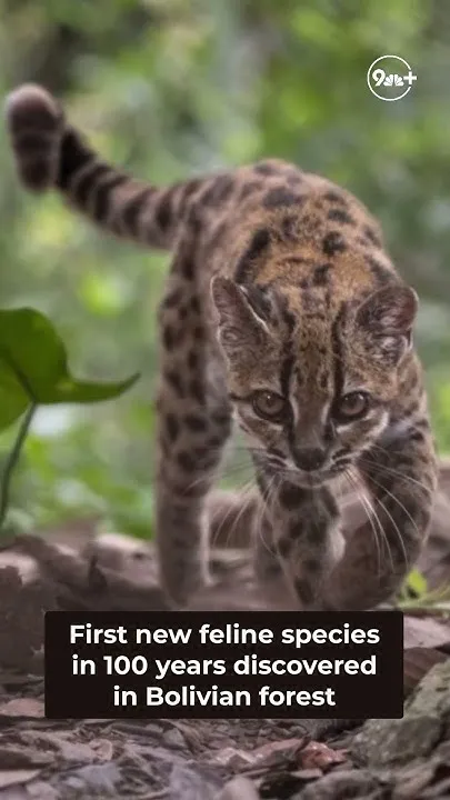 New wild cat is identified for first time in 100 years (Video)