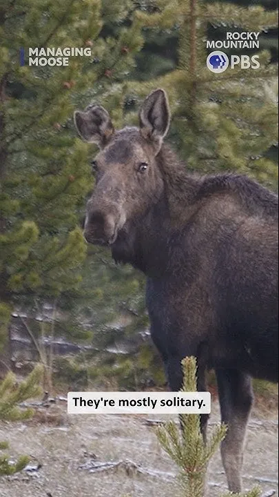 Counting Moose | Managing Moose, Stream on RMPBS+ (Video)