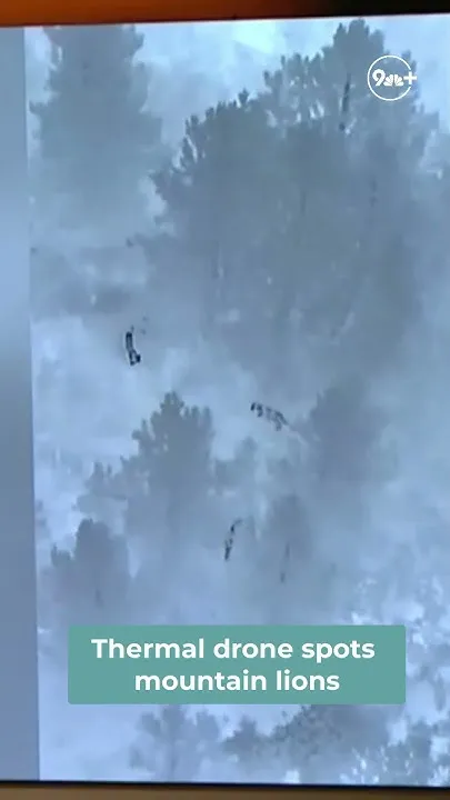 Thermal drone spots 4 mountain lions 'playing' in Colorado (Video)