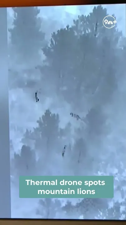 Mountain lion seen near middle school (Video)