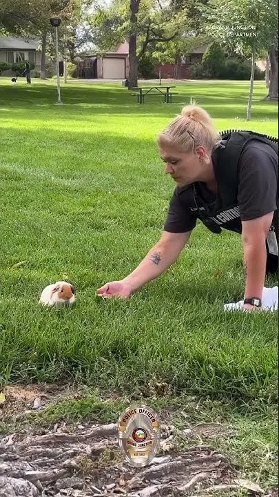 Officers wrangle guinea pig at park (Video)