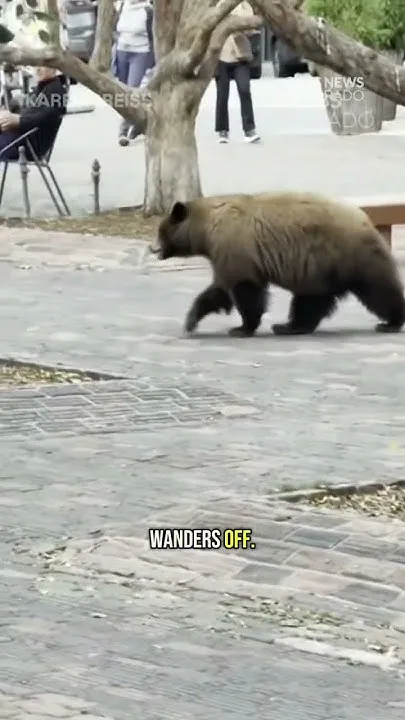 Bear strolls up to man reading a book in Aspen (Video)