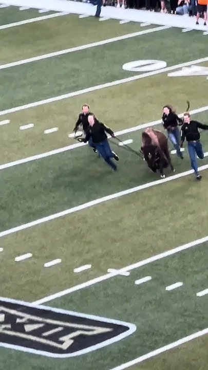Ralphie the buffalo runs at Colorado game (Video)