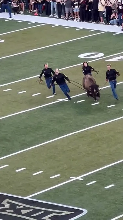 American bison Ralphie leads Colorado football team (Video)