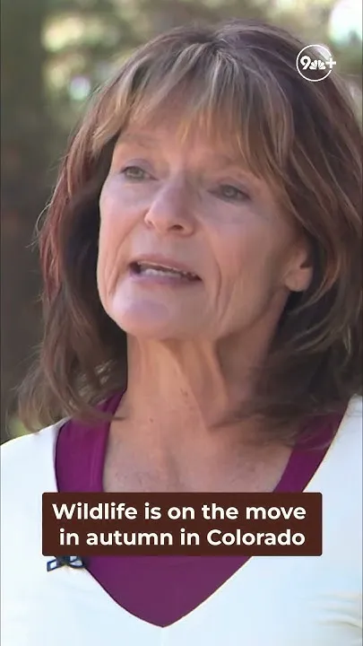 Wildlife road dangers: Be aware this fall season (Video)