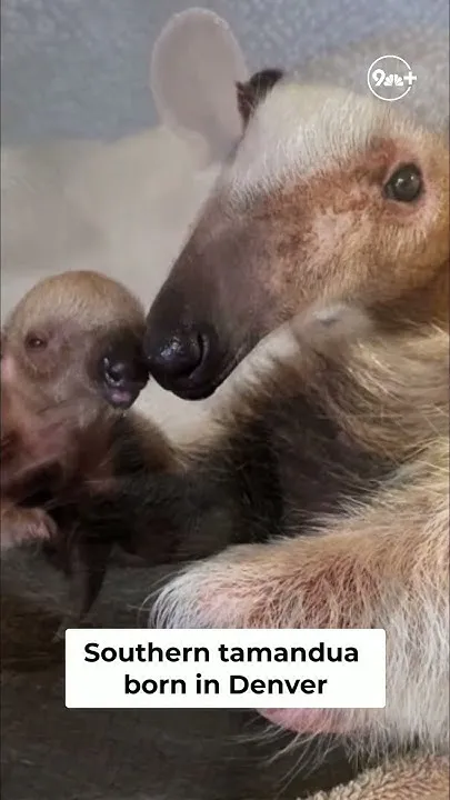 Baby tamandua born at Denver Zoo (Video)