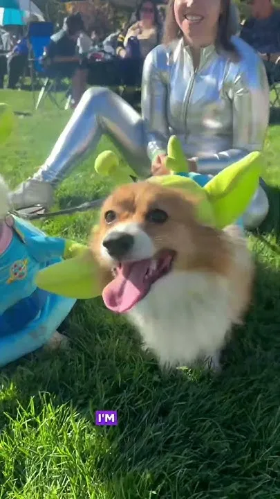 Corgis fill downtown Fort Collins for space-themed Tour De Corgi (Video)