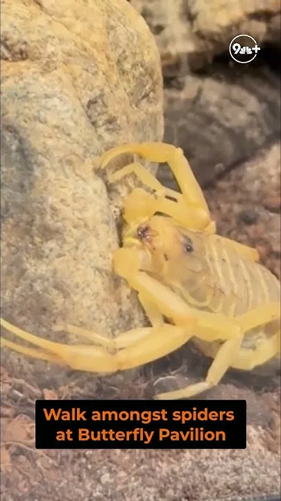 Walk amongst the spiders at Butterfly Pavilion (Video)