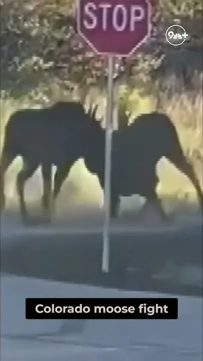 Moose mating season: Keep your distance (Video)