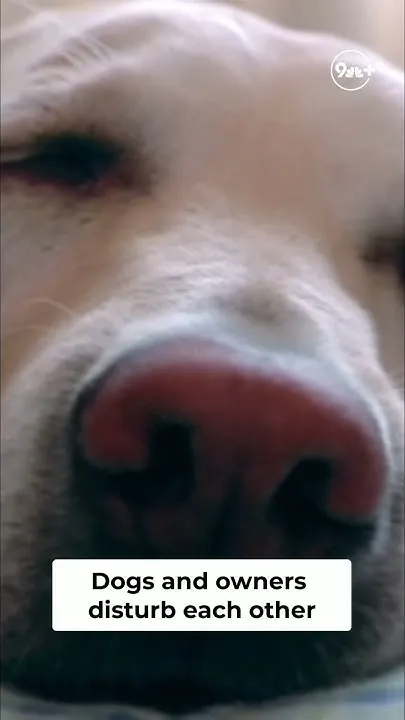 Your dog's sleep: Study reveals surprising truth (Video)