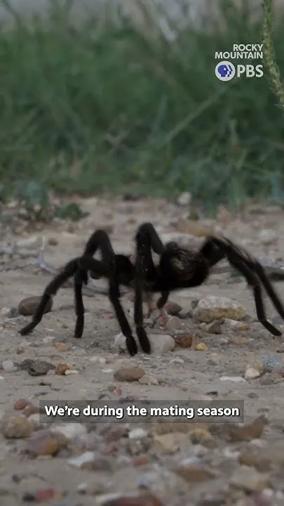 Tarantula mating season in Colorado (Video)