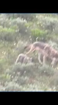 Rancher's request to kill problem wolf denied (Video)
