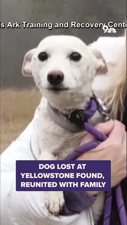 Dog lost at Yellowstone found, reunited with family (Video)