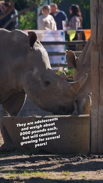 White Rhinos Arrive in Denver! (Video)