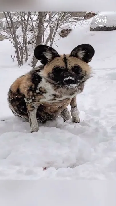 Denver Zoo remembers African painted dog (Video)