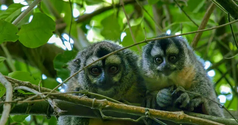 Warmer temps, heavier owl monkeys: Climate linked to weight gain in primates