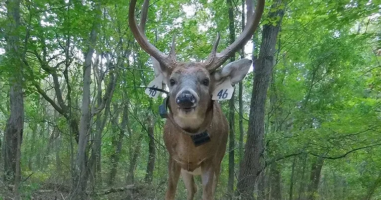 Wildlife is watching us, too - and changing their behavior in response
