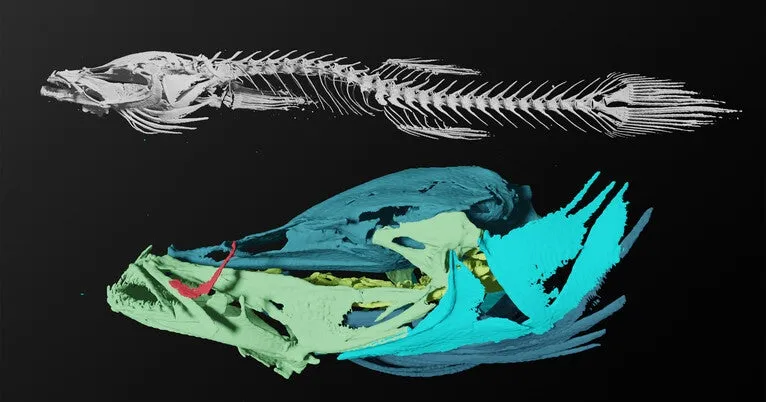 Underground evolution: Study reveals how new cavefish species emerged