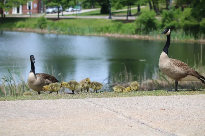 Don't Blame the Geese: A Closer Look at a Campus Wildlife Question