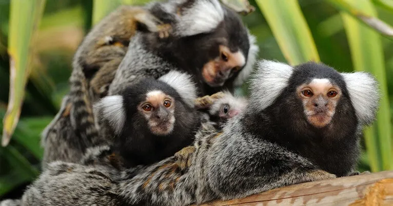 Monkey see, monkey do: Study sheds light on cooperative decision-making