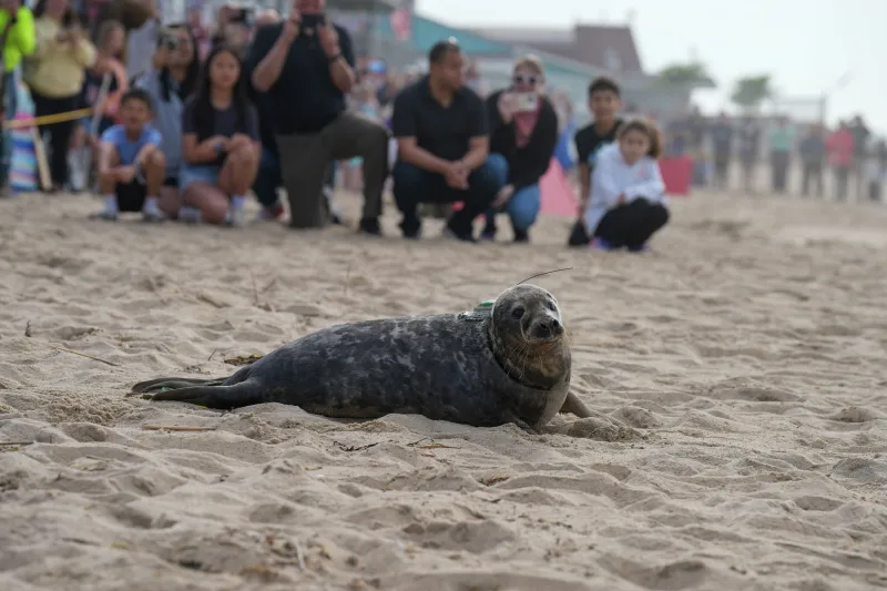Mystic Aquarium releases Cannoli the gray seal at Rhode Island beach after month of rehab