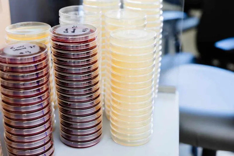 The secret social lives of bacteria